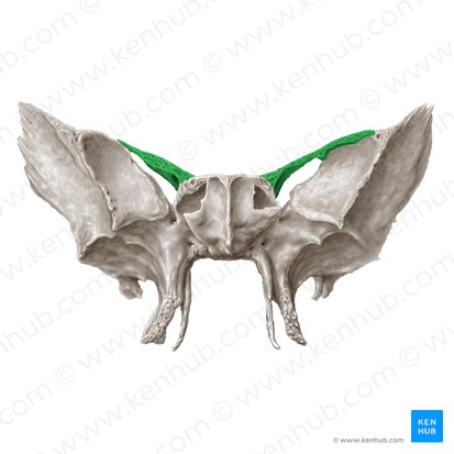 Lesser wing of sphenoid bone (Ala minor ossis sphenoidalis); Image: Samantha Zimmerman