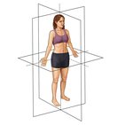 Noções básicas de anatomia humana