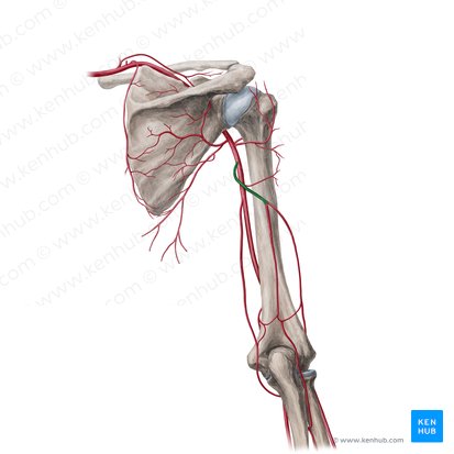 Arteria profunda brachii (Tiefe Armarterie); Bild: Yousun Koh
