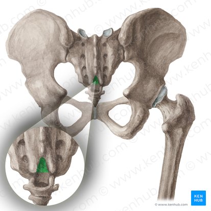 Sacral hiatus (Hiatus sacralis); Image: Liene Znotina