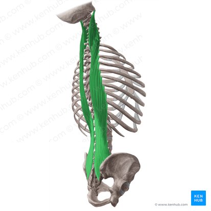 Músculo longuíssimo (Musculus longissimus); Imagem: Yousun Koh