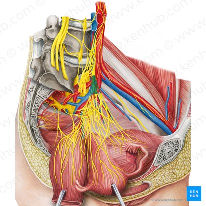 Left hypogastric nerve (Nervus hypogastricus sinister); Image: Irina Münstermann