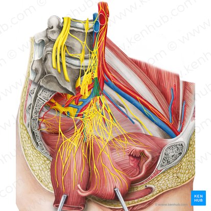 Nerf hypogastrique gauche (Nervus hypogastricus sinister); Image : Irina Münstermann