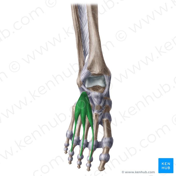 Músculo extensor corto de los dedos (Musculus extensor digitorum brevis); Imagen: Liene Znotina