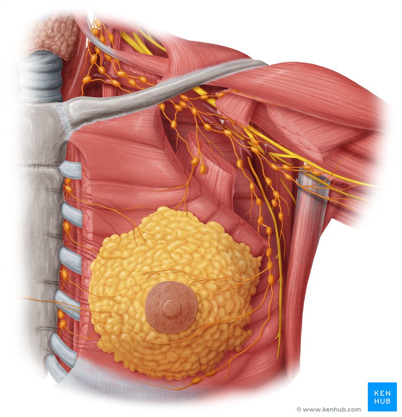 Breast Anatomy & Lymphatic Drainage