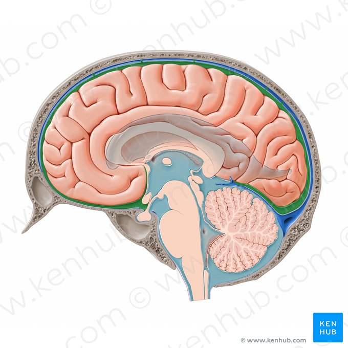 Espaço subaracnóideo cerebral (Spatium subarachnoidale cerebrale); Imagem: Paul Kim