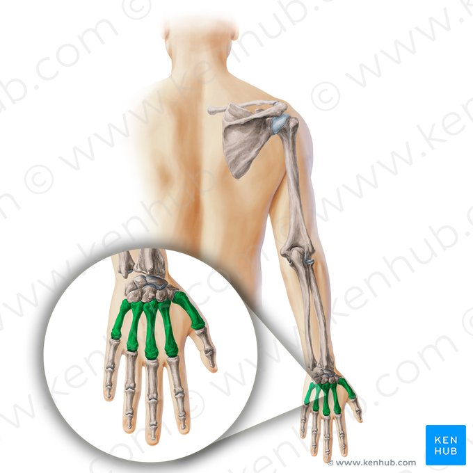 Osso metacarpal (Ossa metacarpi); Imagem: Paul Kim