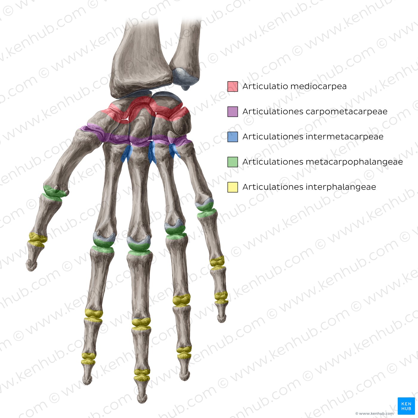 Joints of the hand highlighted in different colours.