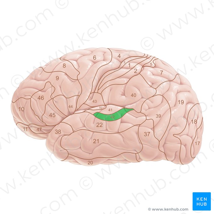 Area Brodmann 42 (Brodmann-Areal 42); Bild: Paul Kim