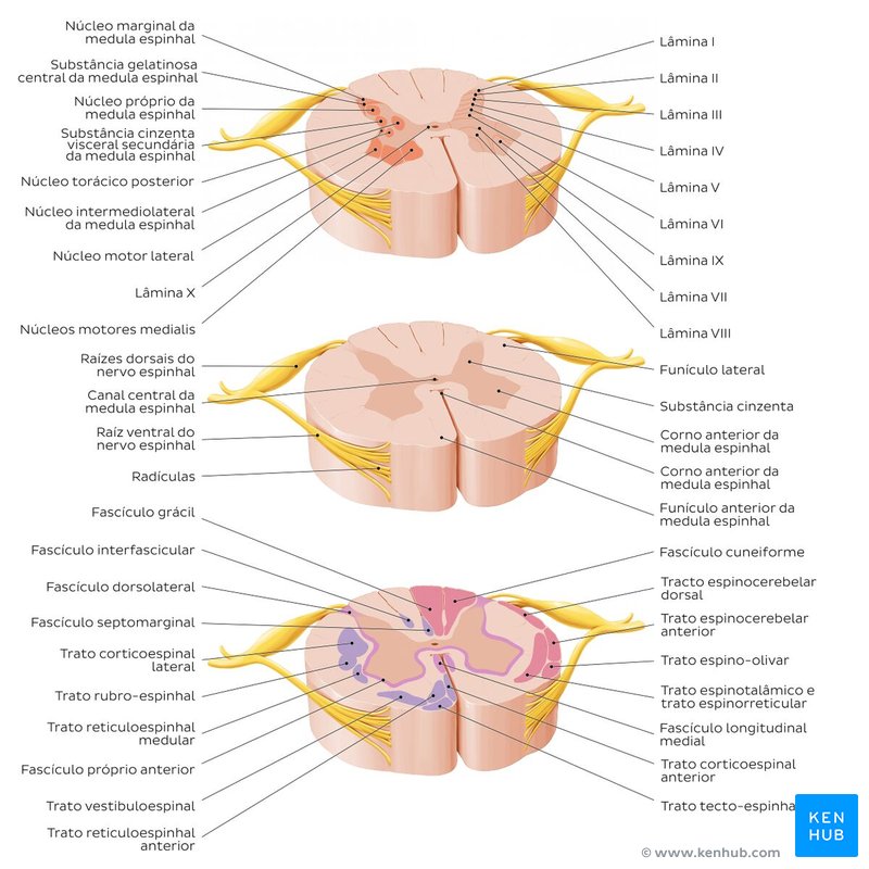 Corte transversal da medula espinhal - perspectiva axial