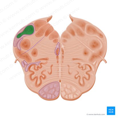 Núcleo cuneiforme (Nucleus cuneatus); Imagen: Paul Kim