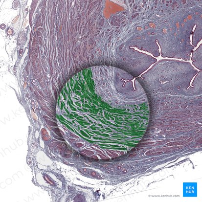 Músculo longitudinal (Musculus longitudinalis); Imagem: 