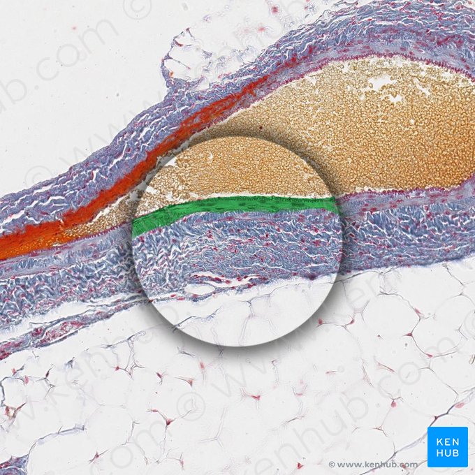 Tunica intima of vein (Tunica intima venae); Image: 