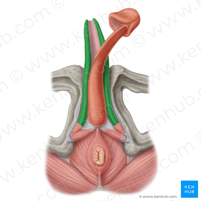 Corpo cavernoso do pênis (Corpus cavernosum penis); Imagem: Samantha Zimmerman