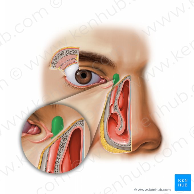 Saco lacrimal (Saccus lacrimalis); Imagem: Paul Kim