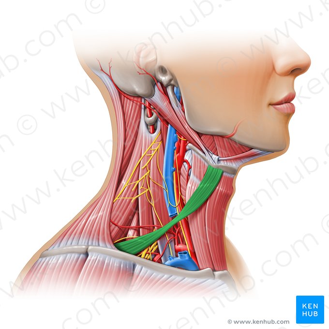 Músculo omohioideo (Musculus omohyoideus); Imagen: Paul Kim