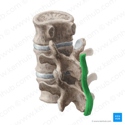 Ligament supra-épineux (Ligamentum supraspinale); Image : Liene Znotina