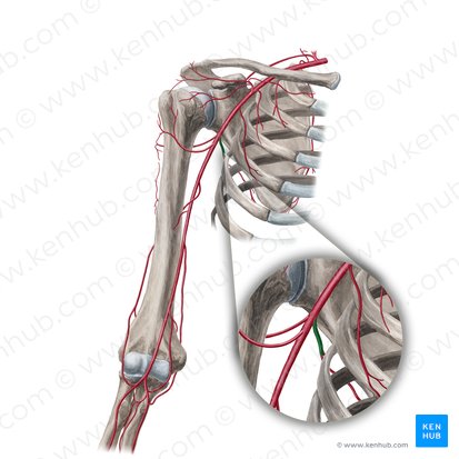 Arteria subescapular (Arteria subscapularis); Imagen: Yousun Koh