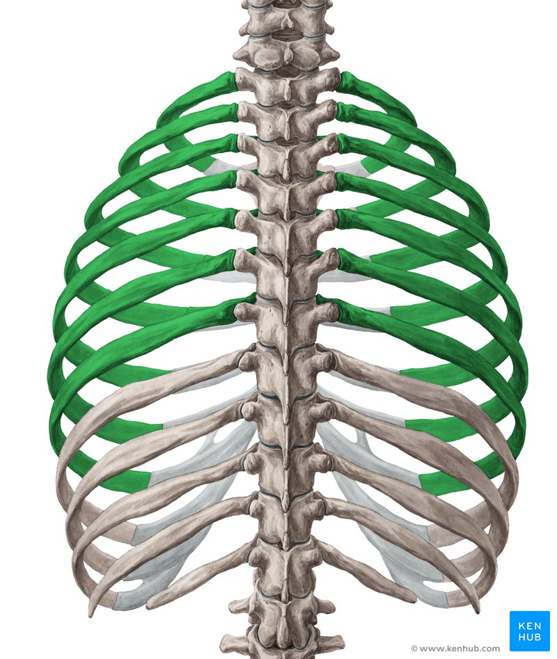 Costelas verdadeiras (verde) - vista posterior