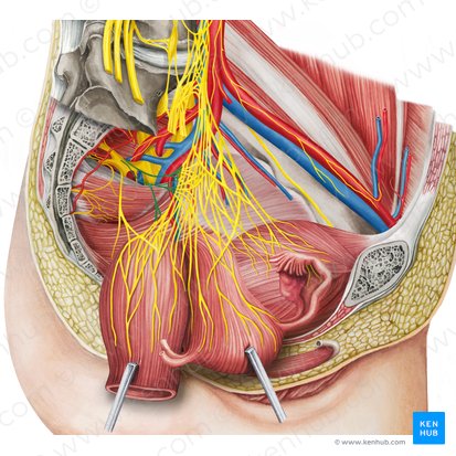 Nerfs splanchniques pelviens (Nervi splanchnici pelvici); Image : Irina Münstermann