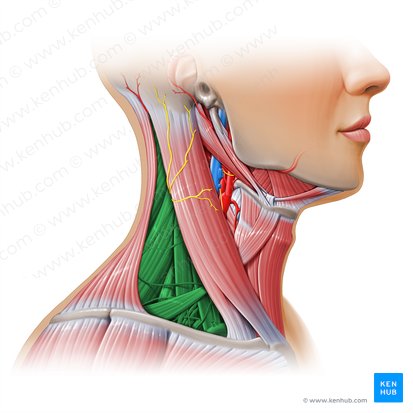 Triángulo posterior del cuello (Trigonum posterius colli); Imagen: Paul Kim