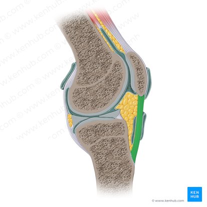 Patellar ligament (Ligamentum patellae); Image: Paul Kim