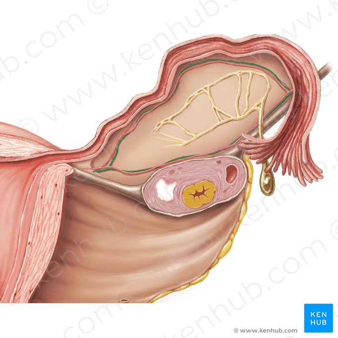 Ovarian vein (Vena ovarica); Image: Samantha Zimmerman