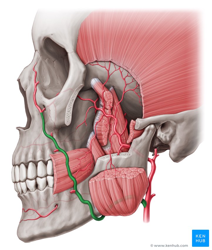 Superficial arteries and veins of the face and scalp | Kenhub