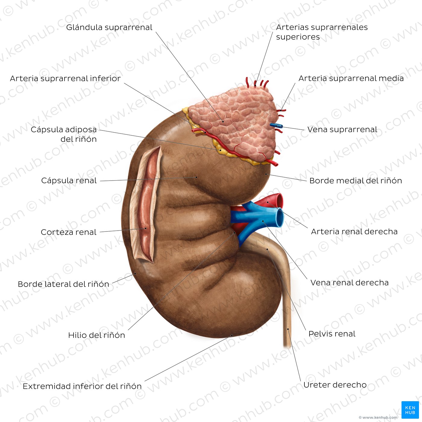 Riñones: Anatomía, función y estructura interna | Kenhub