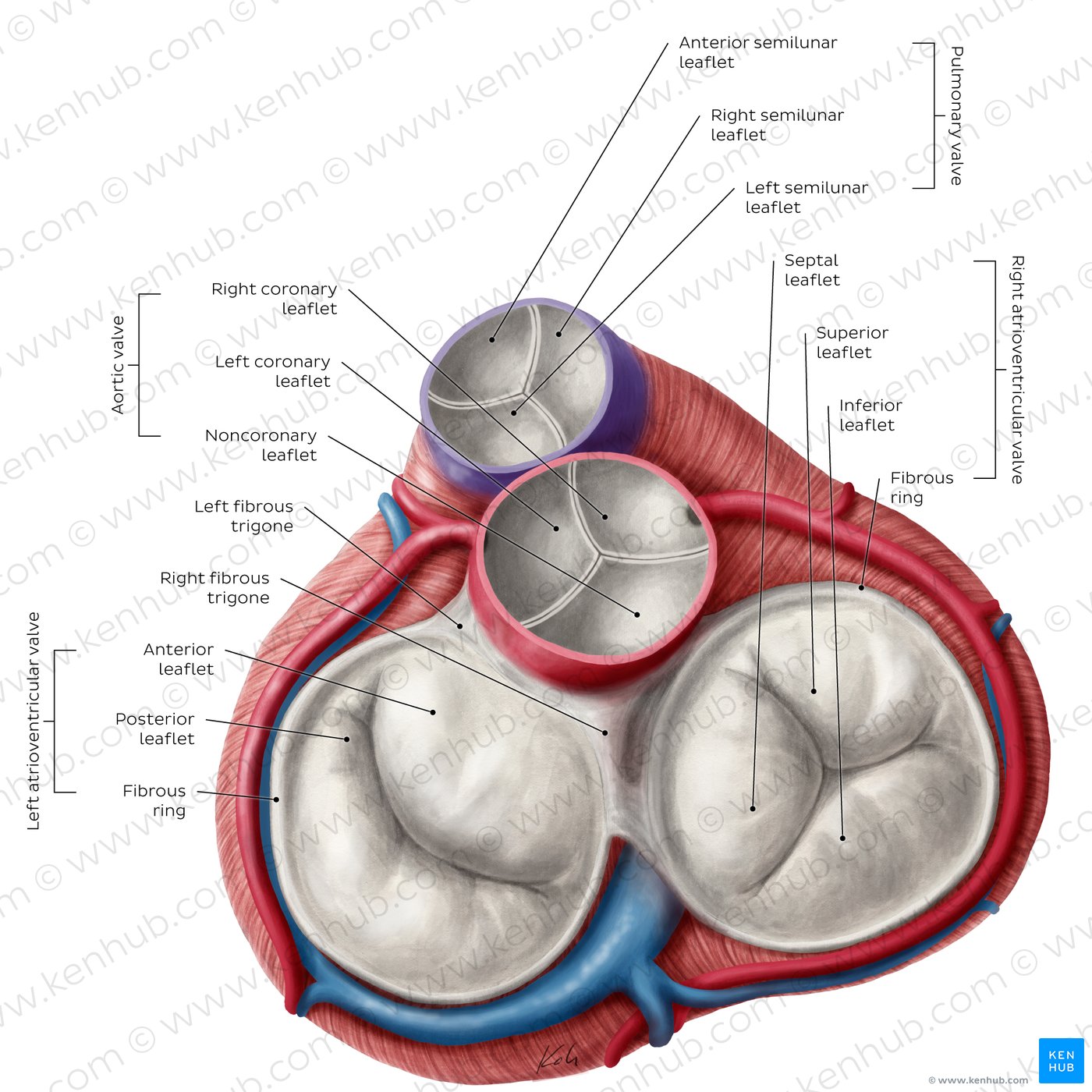 Heart valves (diagram)