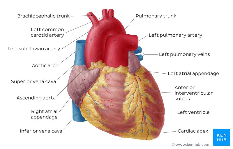 Labeled heart diagram showing the heart from anterior