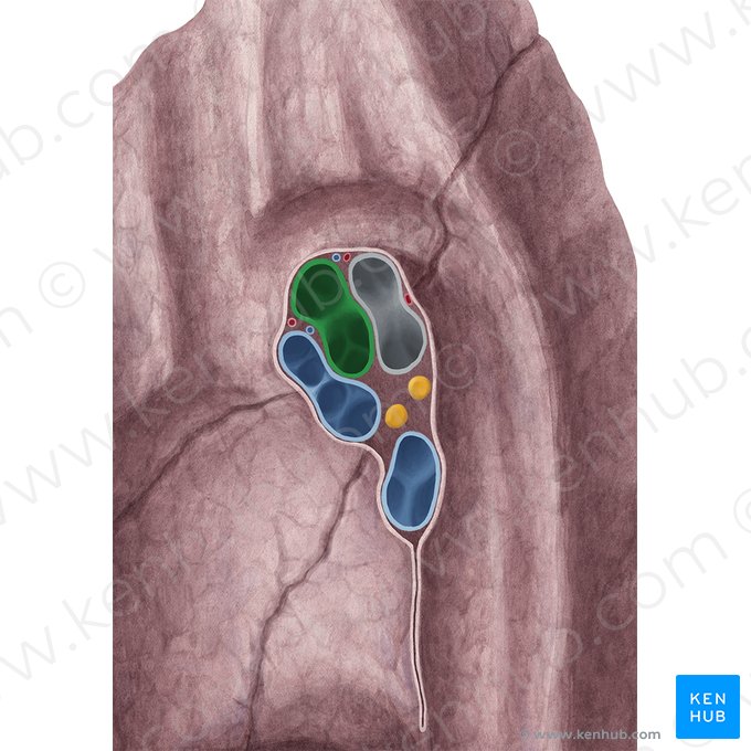 Right pulmonary artery (Arteria pulmonalis dextra); Image: Yousun Koh