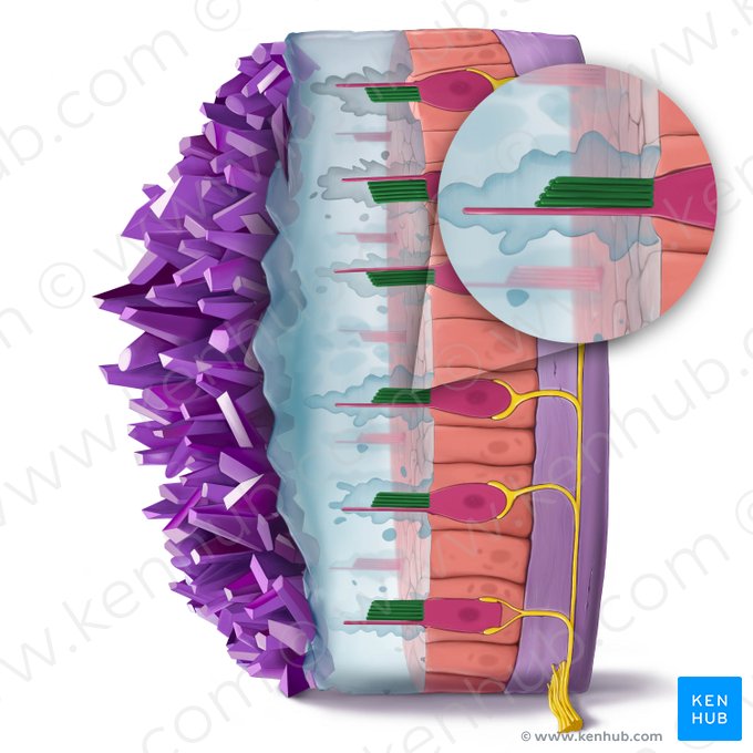 Stereocilium of vestibular hair cell (Stereocilium vestibulocyti); Image: Tal Bavli Ziv