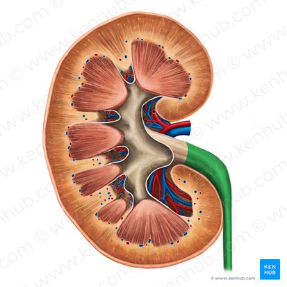 Ureter; Imagem: Irina Münstermann