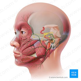 Facial nerve (Nervus facialis); Image: Paul Kim