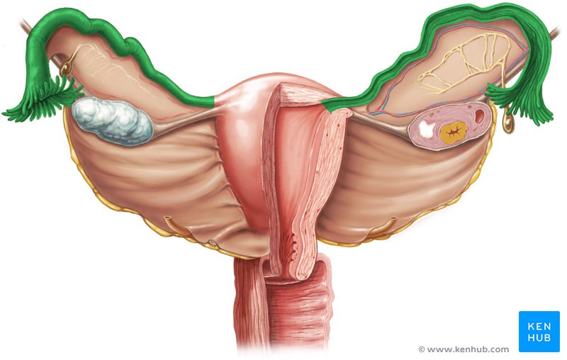 Uterine tubes (posterior view)