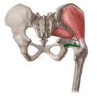 Inferior gemellus muscle