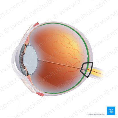 Retina; Imagen: Paul Kim