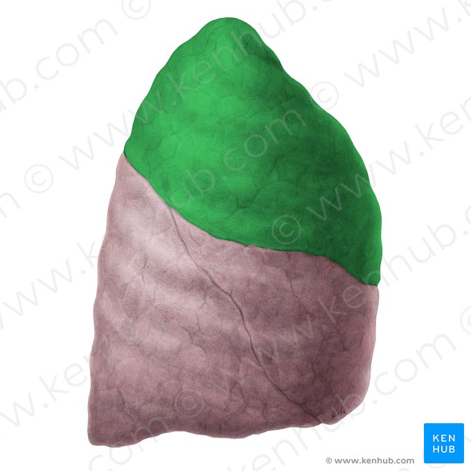 Superior lobe of right lung (Lobus superior pulmonis dextri); Image: Yousun Koh