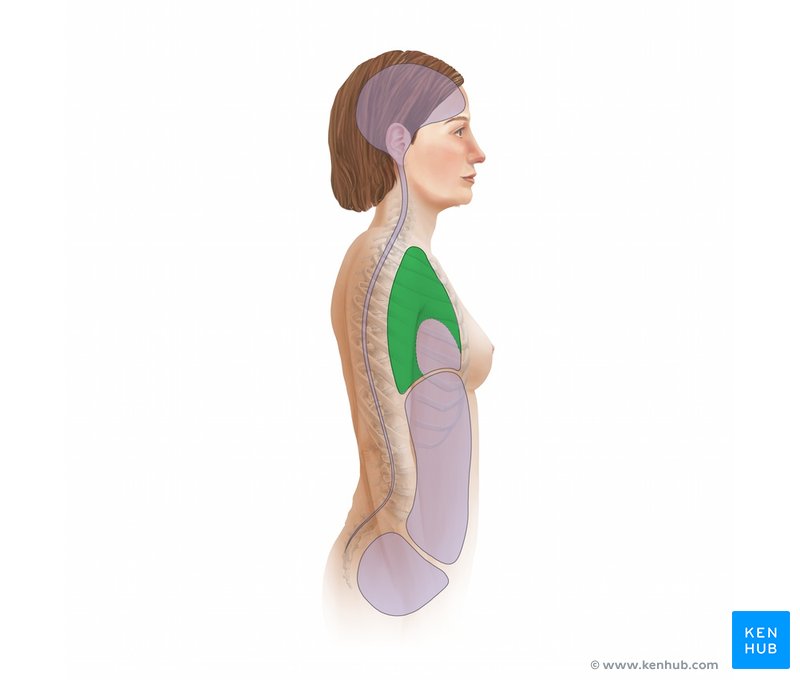 Pleural cavity - lateral-right view