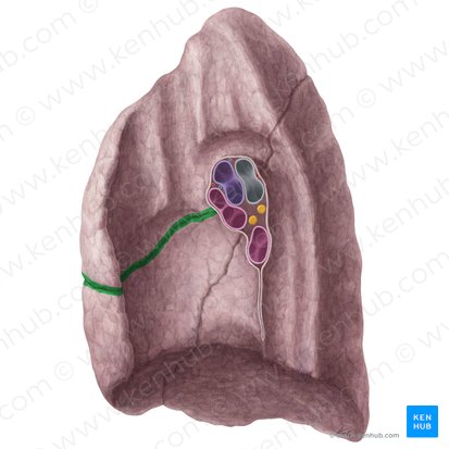 Fissura horizontal do pulmão direito (Fissura horizontalis pulmonis dextri); Imagem: Yousun Koh