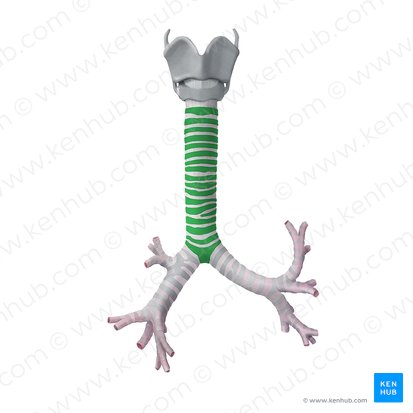 Cartílago traqueal (Cartilago tracheae); Imagen: Begoña Rodriguez