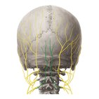 Occipital nerves