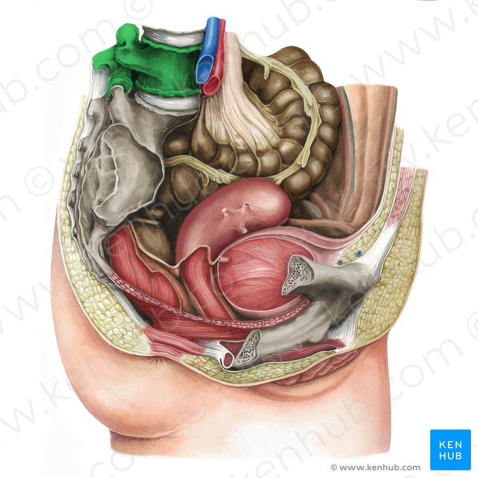 Vértebra L5 (Vertebra L5); Imagem: Irina Münstermann