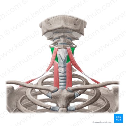 Músculo tireo-hióideo (Musculus thyrohyoideus); Imagem: Yousun Koh