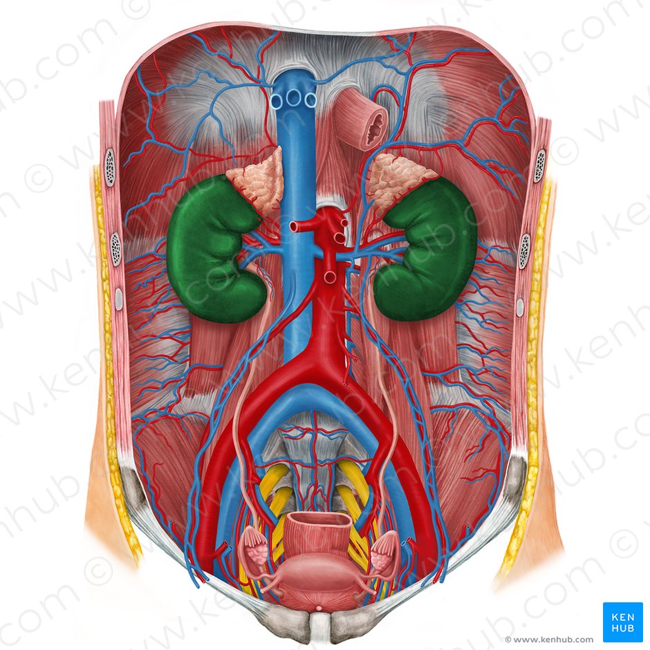 Kidneys: Anatomy, function and internal structure | Kenhub