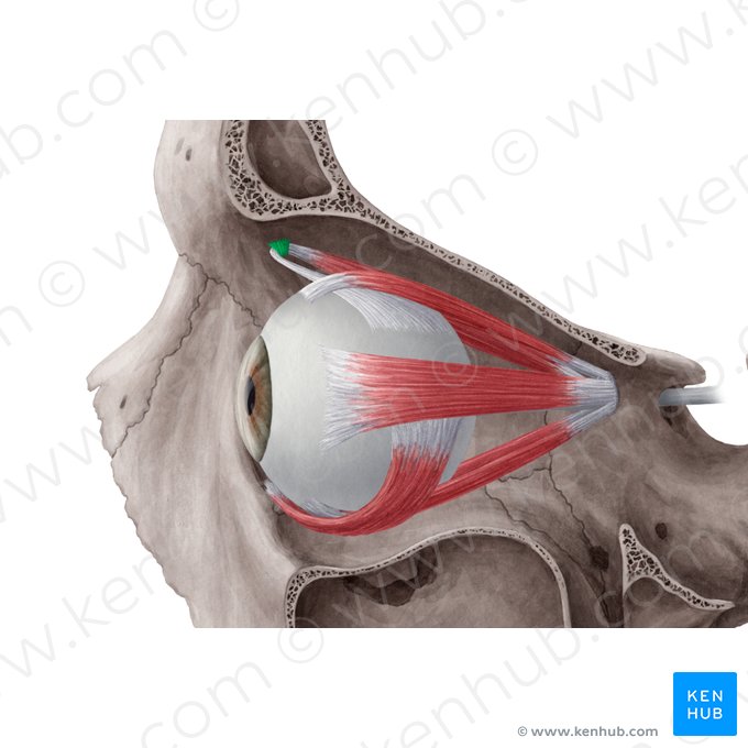 Tróclea del músculo oblicuo superior (Trochlea musculi obliqui superioris); Imagen: Yousun Koh