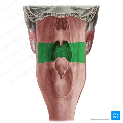 Orofarínge (Pars oralis pharyngis); Imagen: Yousun Koh
