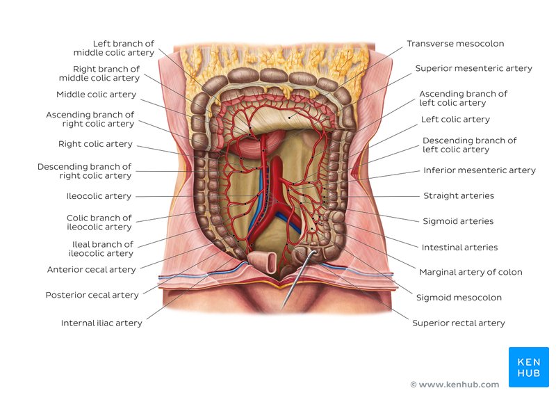 Blood supply of the large intestine: Diagram