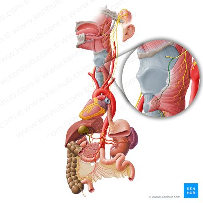 Ramus externus nervi laryngei superioris (Äußerer Ast des oberen Kehlkopfnervs); Bild: Paul Kim